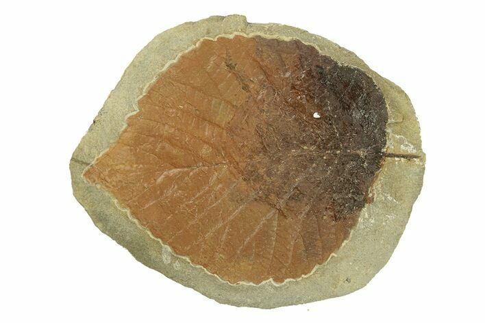 Fossil Leaf (Davidia) - Montana #269466